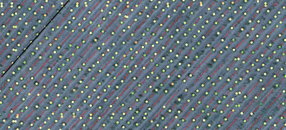 Smart Farming: Sugarcane Plant Annotations at Scale